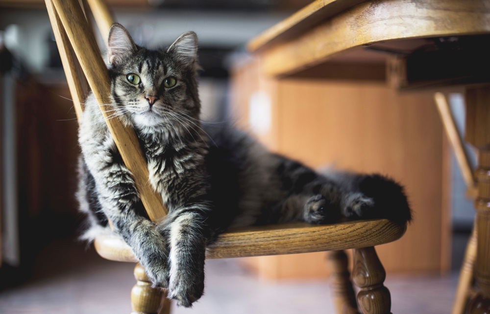 Stérilisation chat vétérinaire de camargue