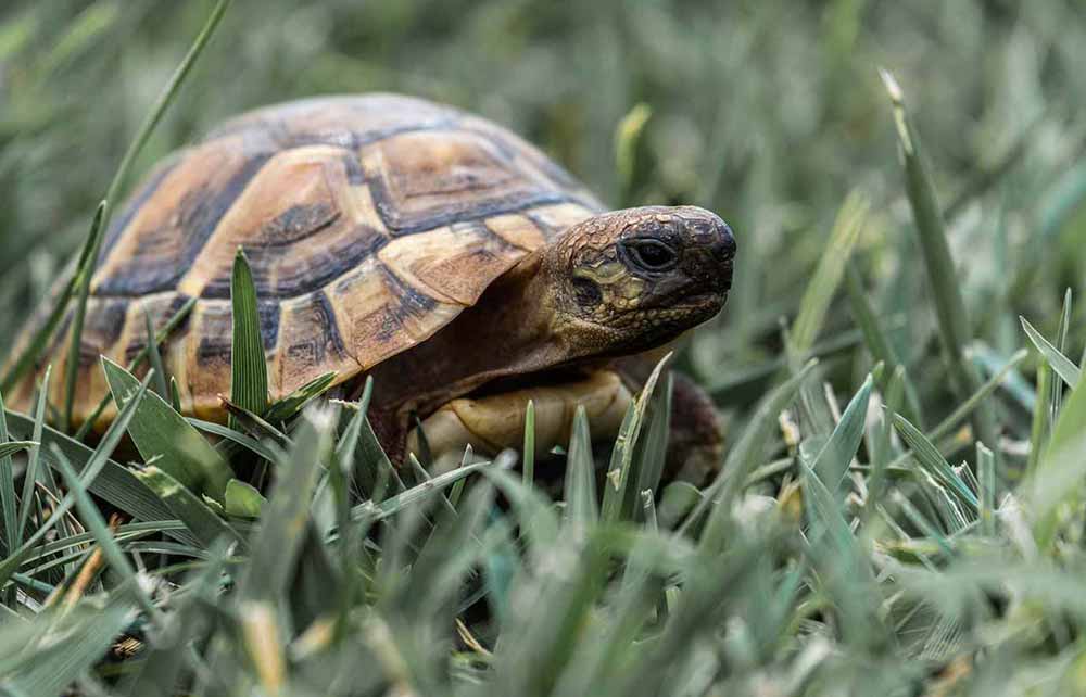 L'élevage des tortues terrestres - Groupe Vétérinaire de Camargue