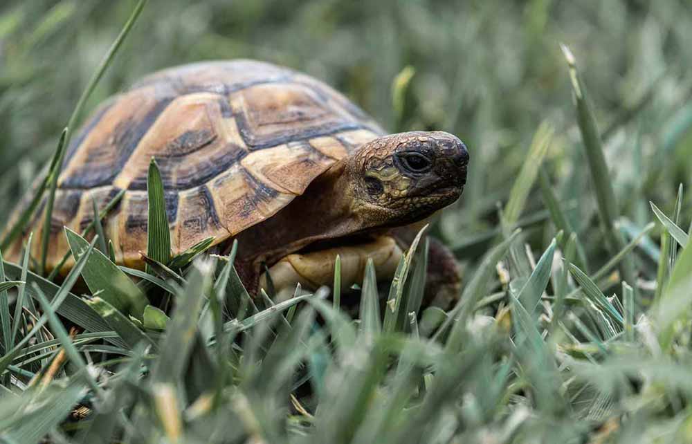 Comment préparer votre tortue terrestre à l'hibernation