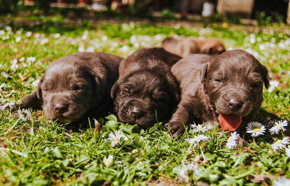 La mise bas chez la chienne