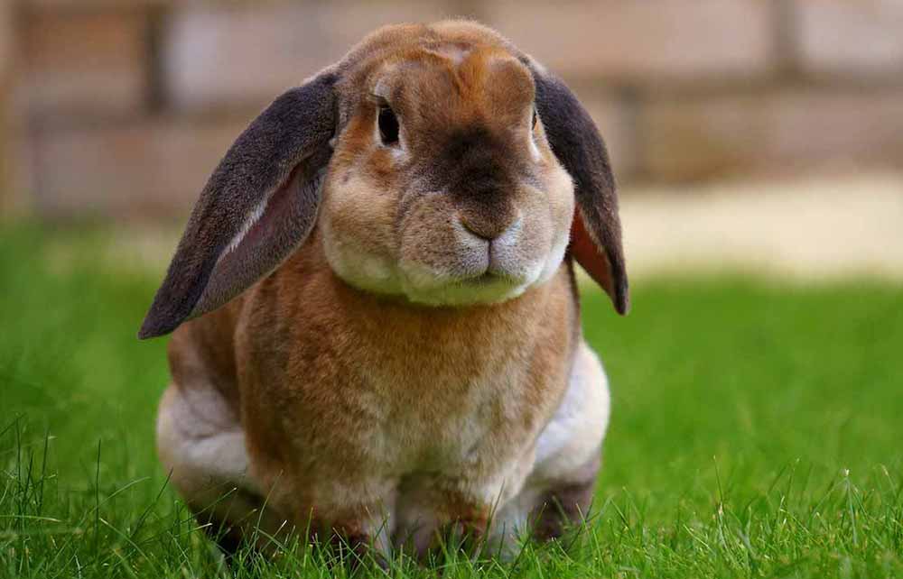 L'alimentation chez le lapin